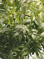 Frene a feuilles etroites, Fraxinus angustifolia (Rhone, 2019-06) (1)